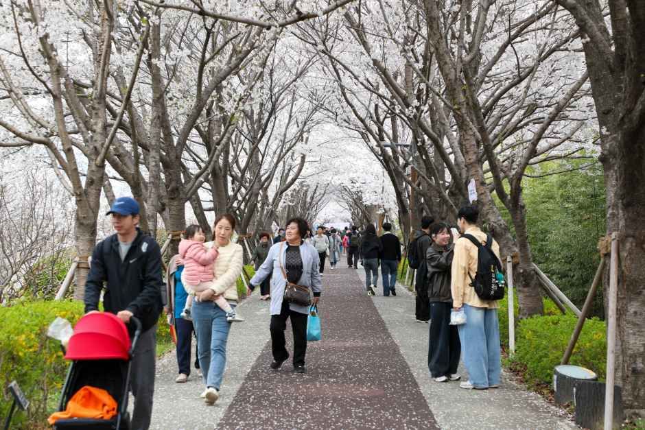 강서 낙동강30리 벚꽃축제