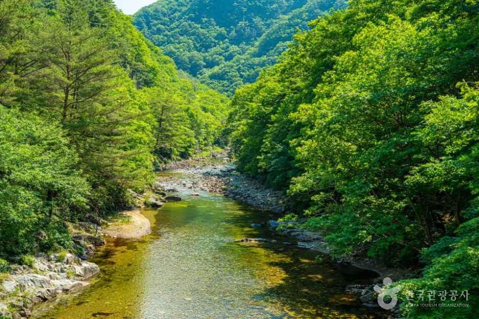 [강원평화누리자전거길 10코스] 양구 두타연길