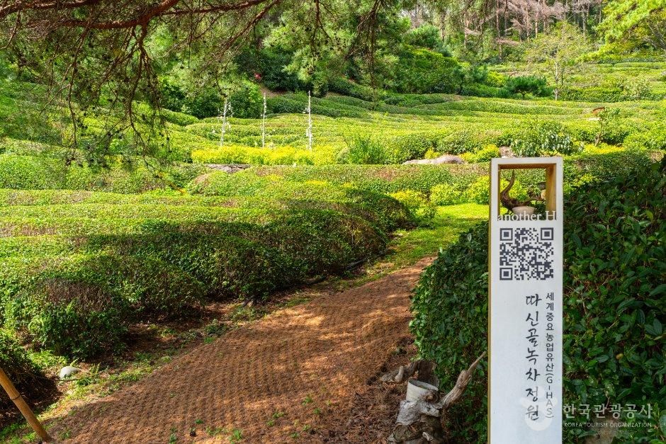따신골 녹차정원
