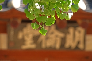 서산향교 은행나무 사진 2