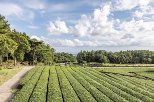 Seogwi Dawon (서귀다원)