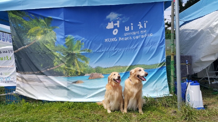 爱犬专用海水浴场 Meong Beach
