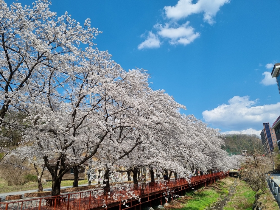 에덴벚꽃길 벚꽃축제…
