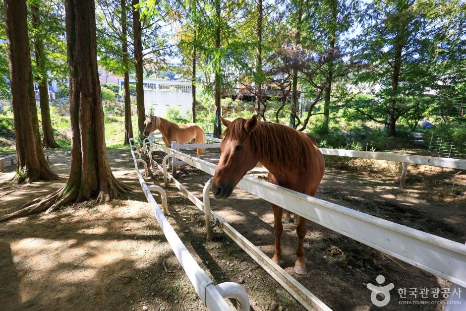 ハンテ農園(ハンテ子馬農場)