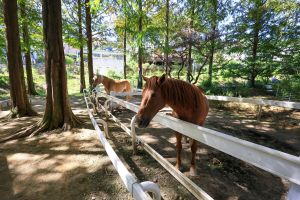 한터농원(한터조랑말농장)