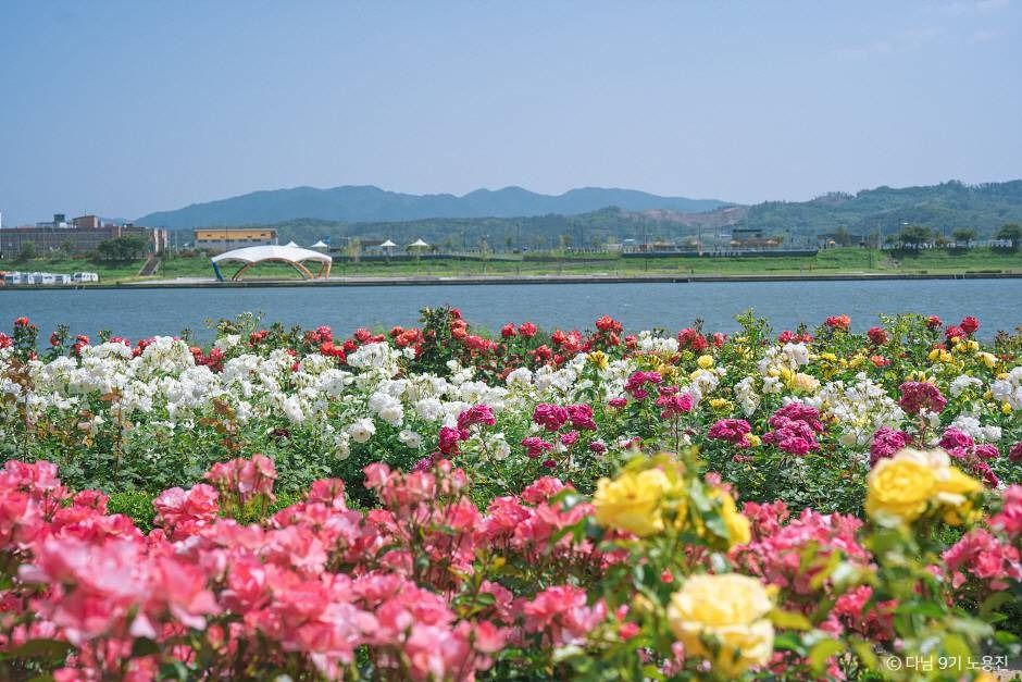 兄山江バラ園