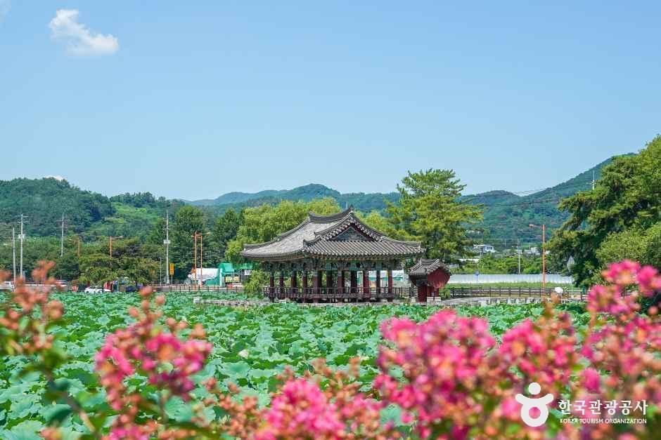柳等蓮池