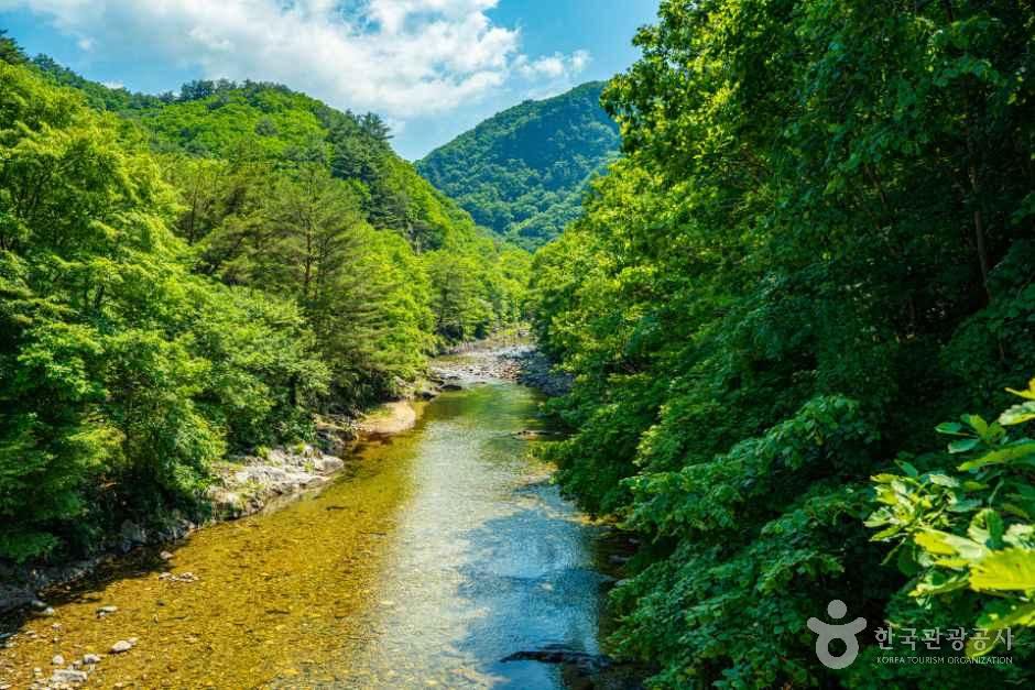 [강원평화누리자전거길 10코스] 양구 두타연길