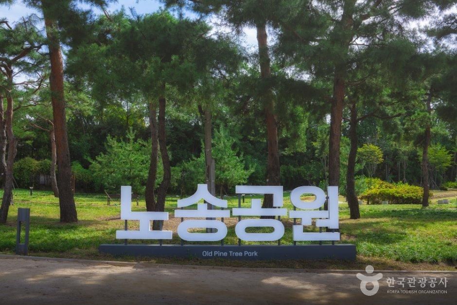 노송지대 사진(한국관광공사 제공)