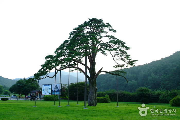 Jeongipum Pine Tree