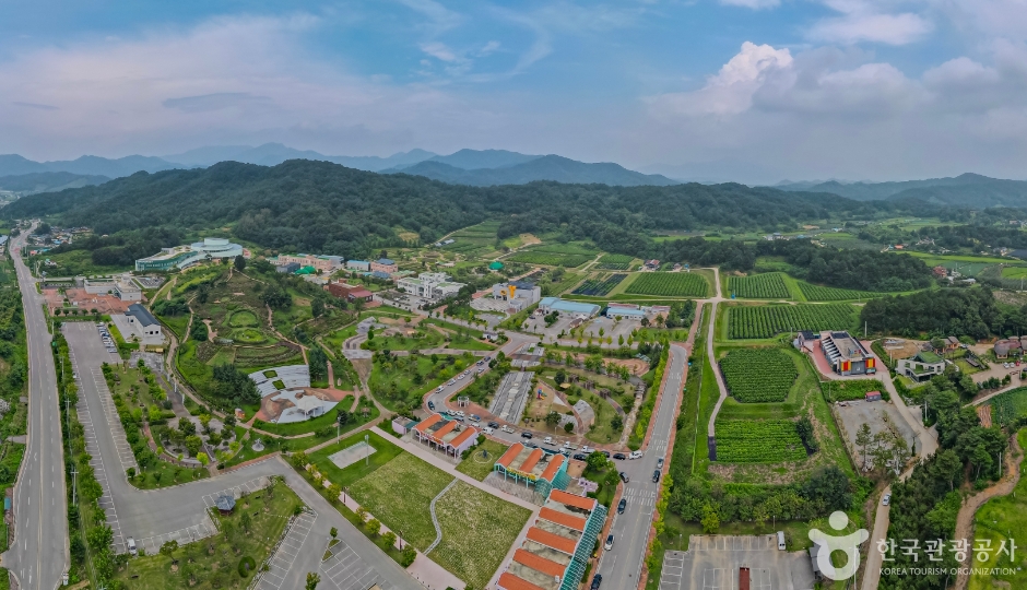 Jamsa Insect Plant