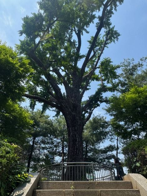 星州井址银杏树