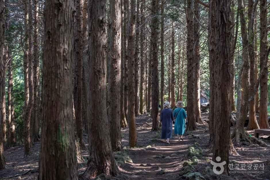 아라동 치유의 숲