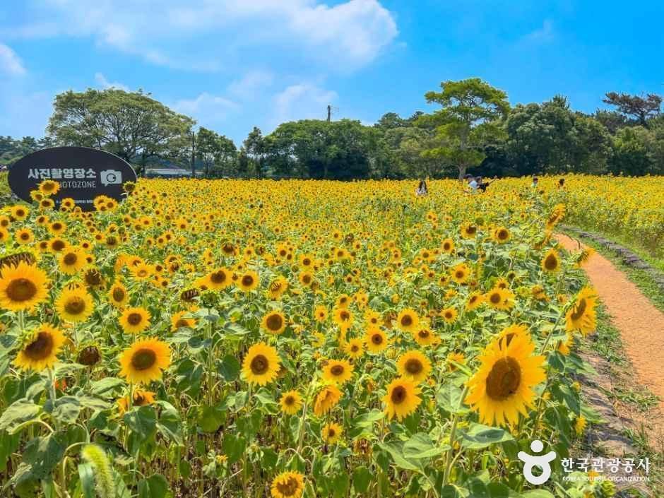 제주 항파두리 항몽 유적