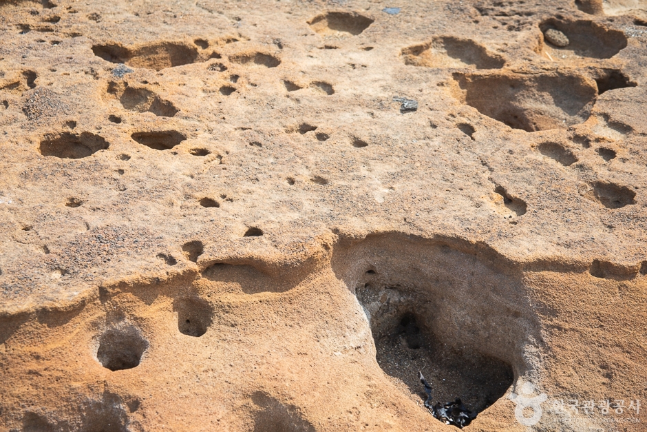 Footprint Fossil Park