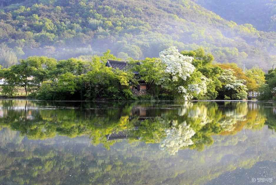 威阳池（流苏树）