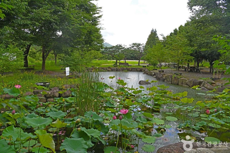 兼面棉花公园