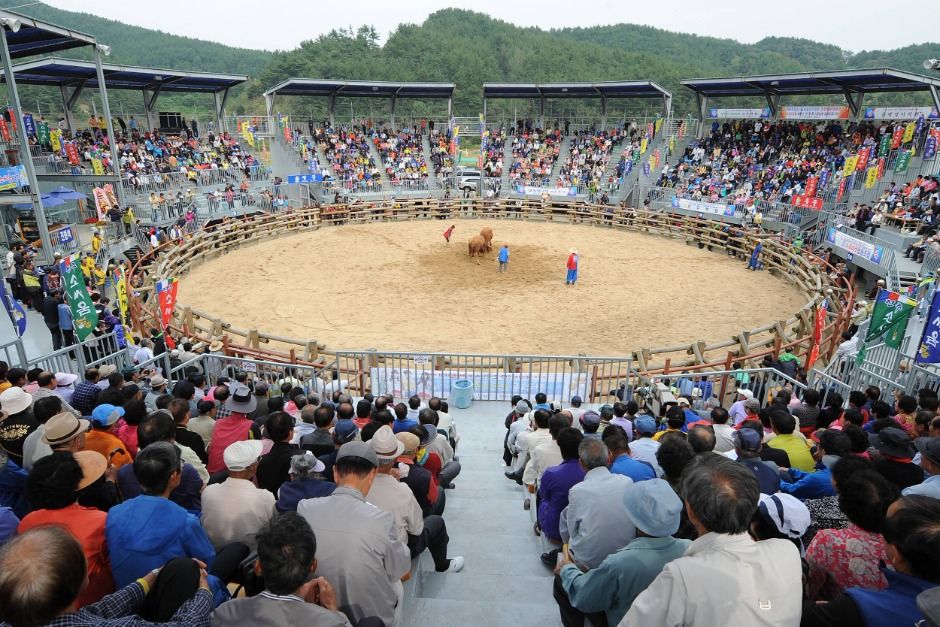 晋州伝統闘牛競技場