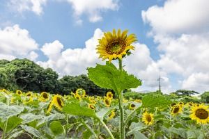 김경숙해바라기농장