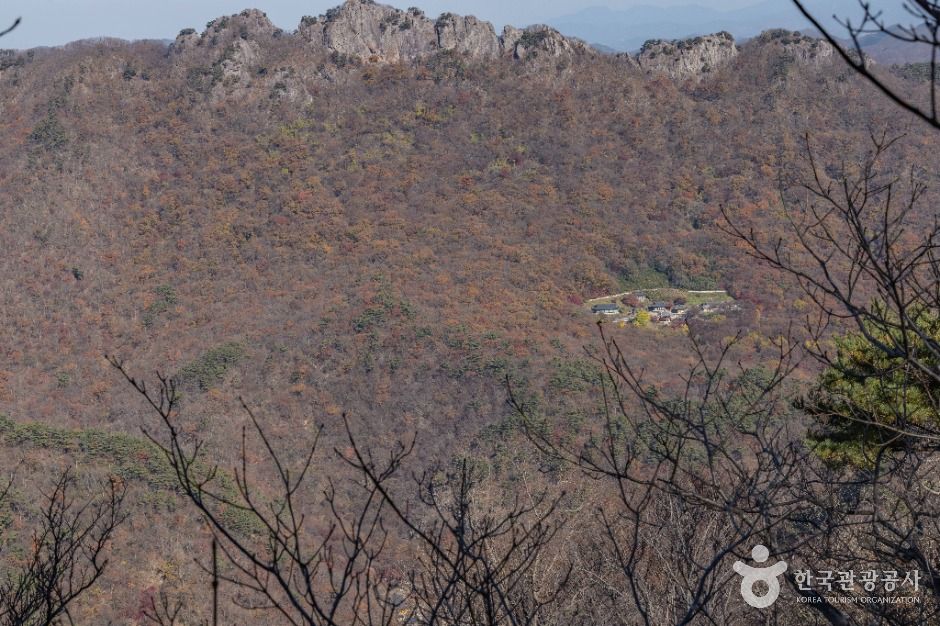 内蔵山 ユズリハ群落