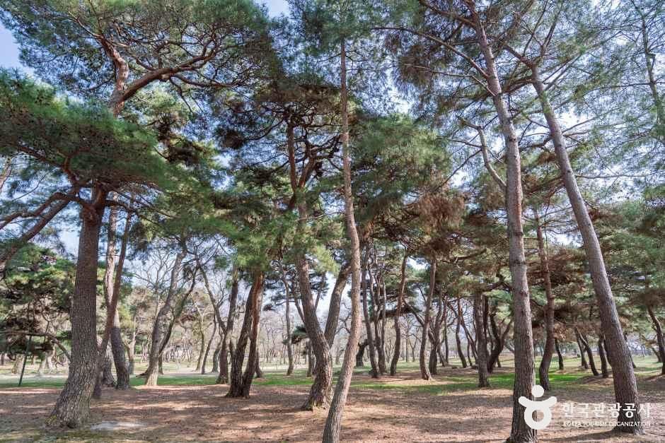 경북_경주_경주 오릉_외부_5.jpg