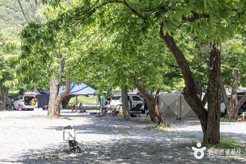 초평밤나무캠핑장