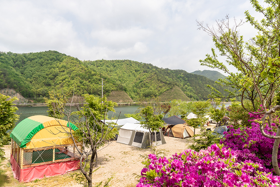 七叶树森林露营地