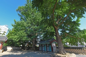 서산향교 은행나무 사진 6