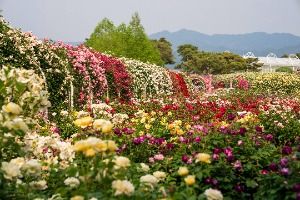 섬진강장미공원