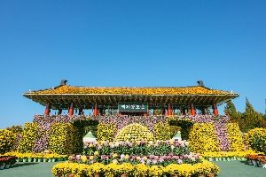 2025 익산천만송이 국화축제 9