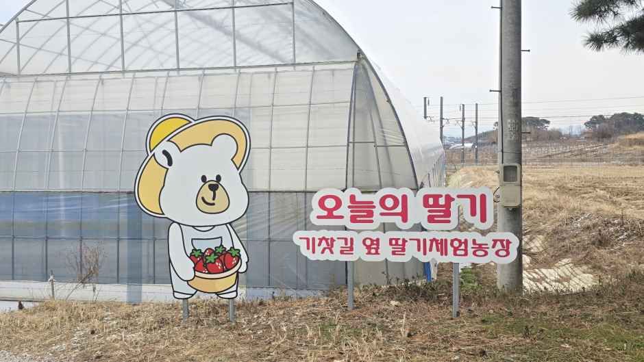 오늘의 딸기