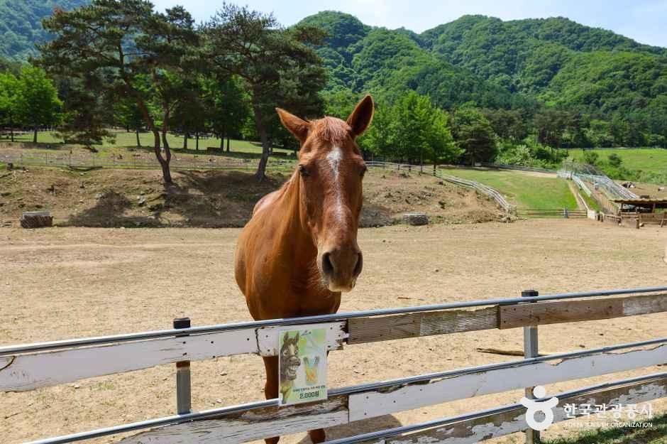 해피초원목장