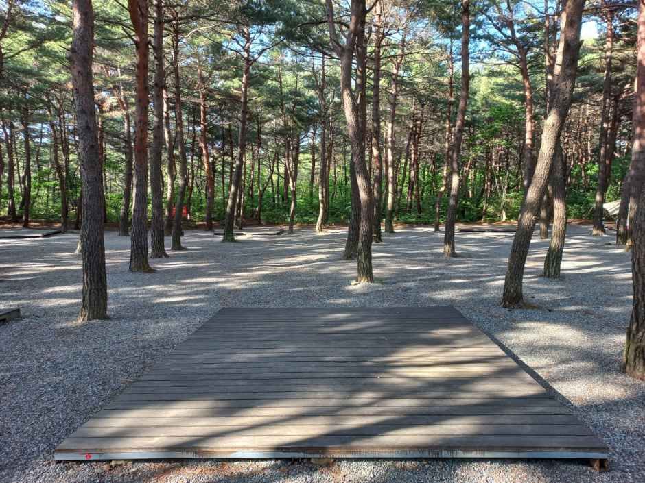 양양 솔바다 캠핑장