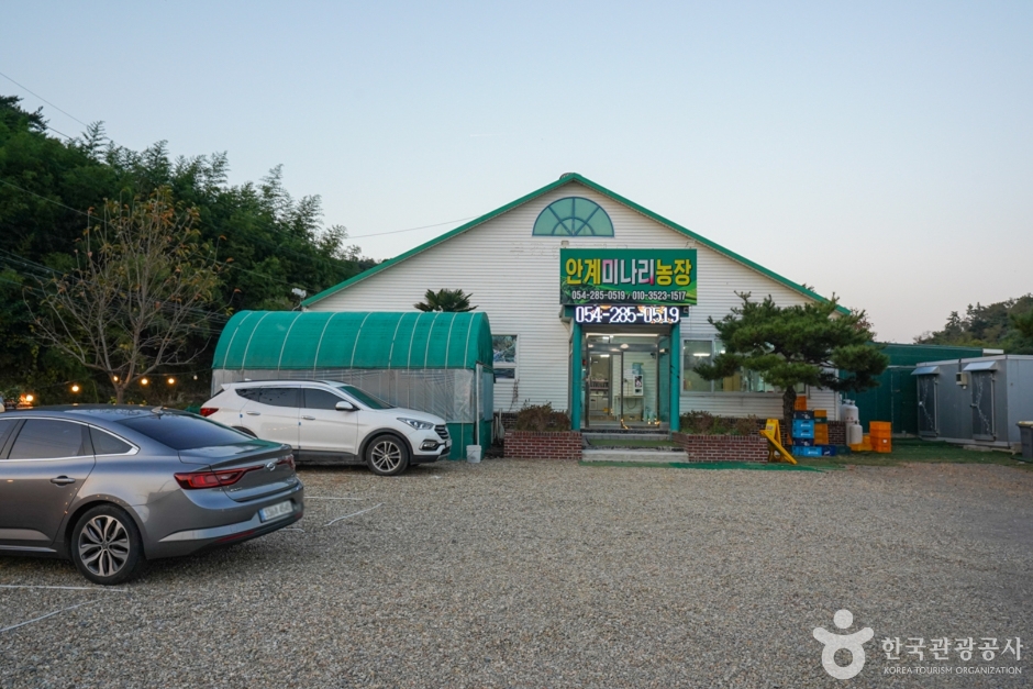 안계미나리농장