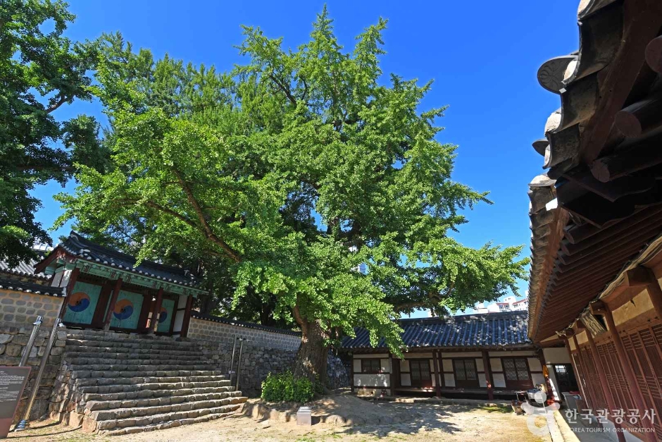 Seosan Hyanggyo Ginkgo Tree