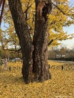 세종 임난수 은행나무