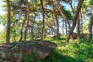 함평용월리지석묘군