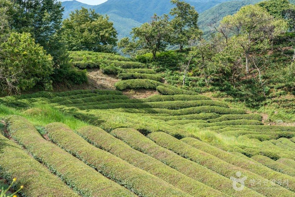 화개동천 야생차밭