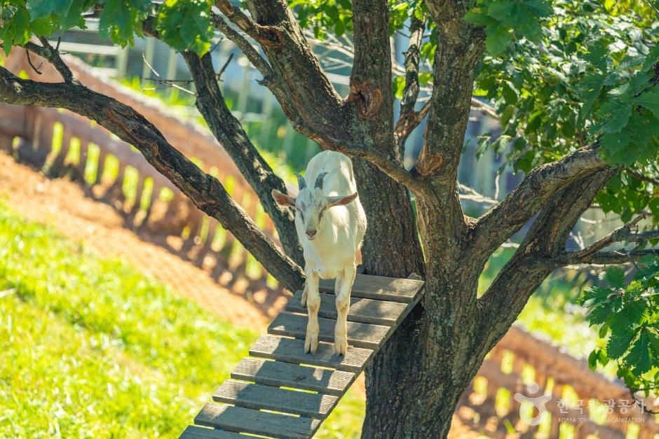 몽토랑 산양목장