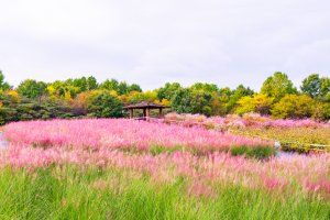 수도권매립지 드림파크 야생화단지