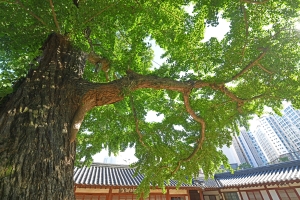 서산향교 은행나무 사진 7