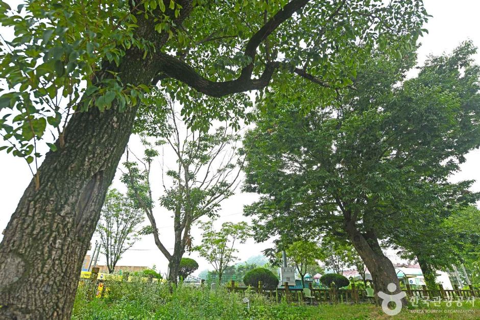 鎮安 平池里イパプの木群