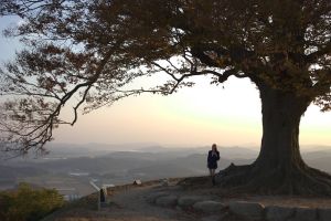 성흥산 사랑나무