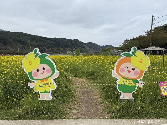 三陟 孟傍 菜の花畑
