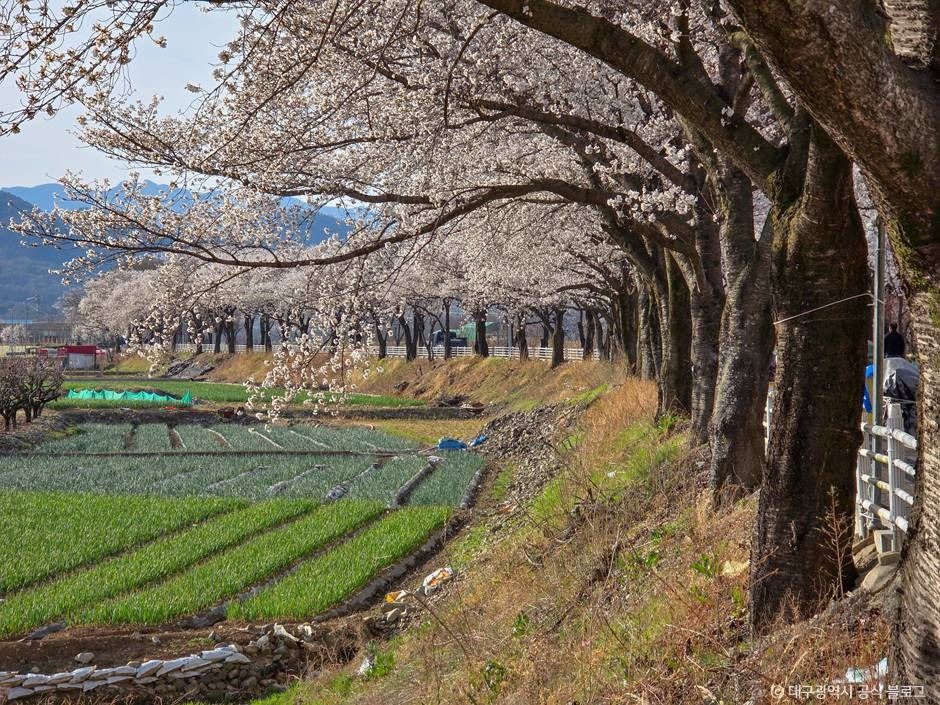 达昌池樱花路