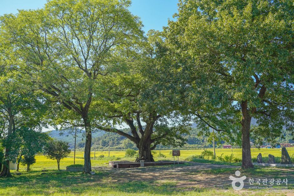 Jangheung Eosan-ri Pujo Tree
