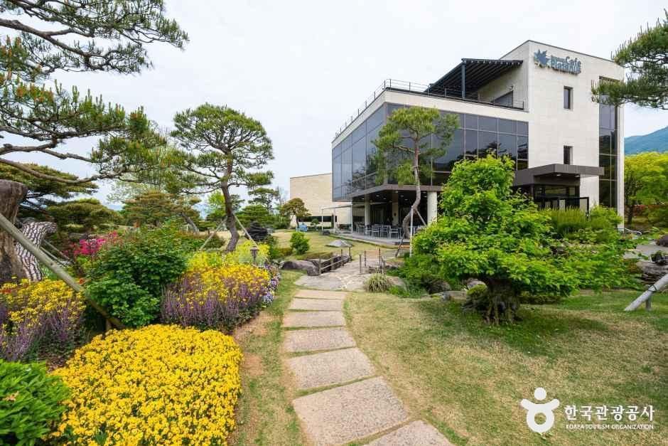 반야원 플라타너스