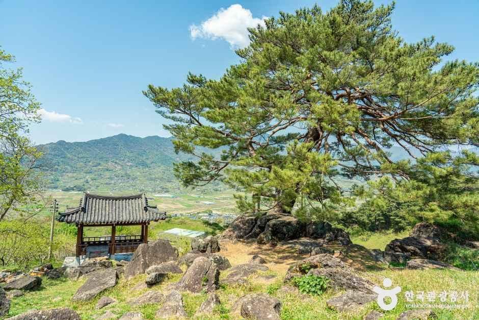 河东筑地里文岩松（岳阳文岩松）