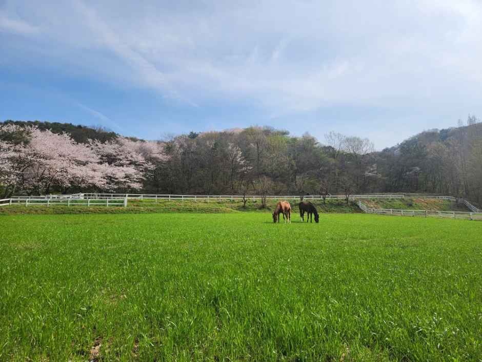 송산목장 - 전남광주통합특별시 광산구 가삼안길 68-100 관광 명소