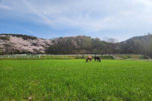 송산목장